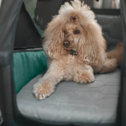 New Thule Bexey dog bed L