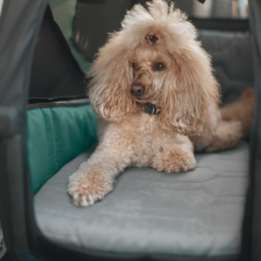 New Thule Bexey dog bed L